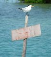 Cayo Largo, Cuba